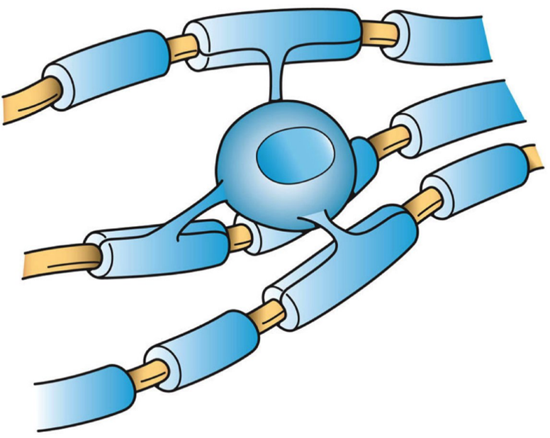 <p>Oligodendrocytes have bulbous body with as many as 15 arms and each reaches out to an axon and&nbsp;</p>