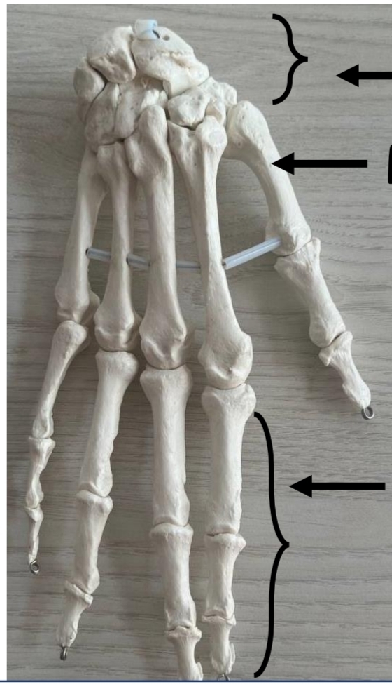 <p>identify from up to down</p><p>mention type of these bones according to position respectively</p><p>mention type of these bones according to shape respectively مش كلهم زي بعض</p><p>مكسل اعمل كذا كارت عليهم فا جمعتهم في كارت واحد وخلاص :)</p>