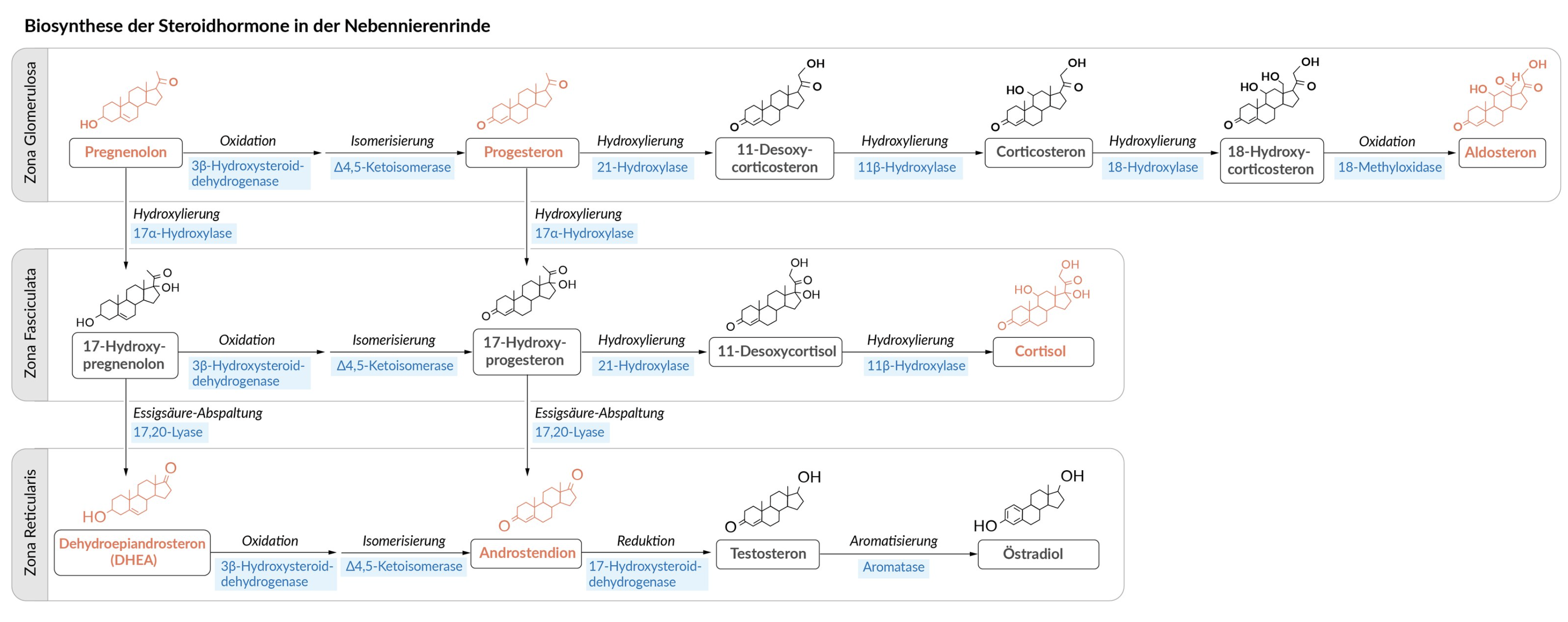 <p>E. Testosterone</p>