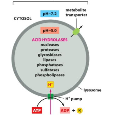 <p>enzymes only function inside lysosme due to low pH</p>