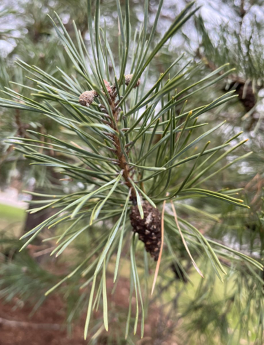 <p>"twisted and blue, fascicles of 2", red orange bark at top of tree</p>