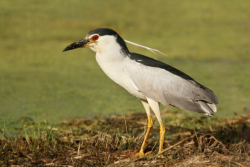 <p>Nycticorax nycticorax</p>