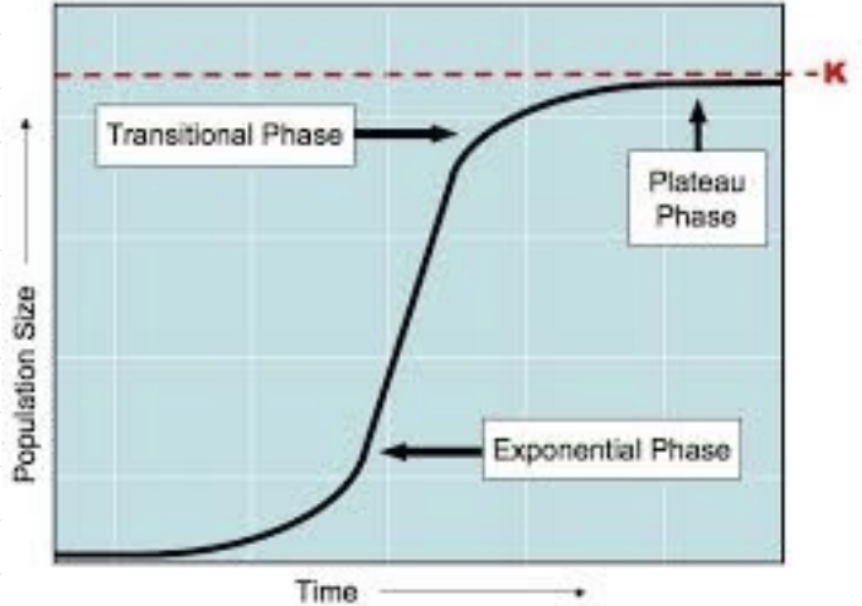 <ol><li><p>exponential phase: number of individuals increases at a increasingly faster rate</p></li><li><p>transitional phase: growth rate slows down considerably but still increases</p></li><li><p>plateau phase: stationary phase number of individuals stabilises no more growth</p></li></ol><p></p>