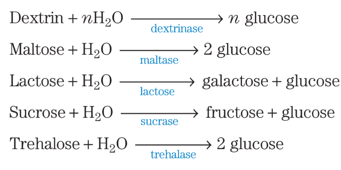 <p></p><ul><li><p>Carbohydrates have to undergo <mark data-color="blue" style="background-color: blue; color: inherit">hydrolysis</mark> to form monosaccharides </p></li><li><p>This is because <strong>only monosaccharides are taken up from the intestine </strong></p></li></ul><p></p>