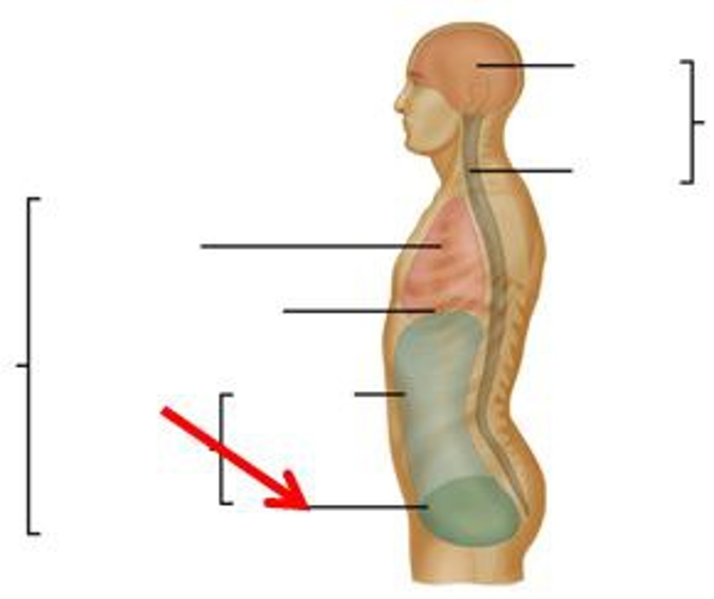 <p>area overlaying the pelvis anteriorly</p>