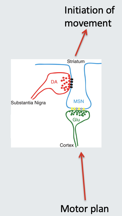 <ul><li><p style="text-align: left">Dopamine can be <strong>excitatory or inhibitory </strong>depending on the receptors expressed in the post-synaptic cell</p></li><li><p style="text-align: left">Gating of excitatory signals, </p><ul><li><p style="text-align: left">e.g. by reward expectation or response selection in the striatum</p></li></ul></li></ul><p></p>