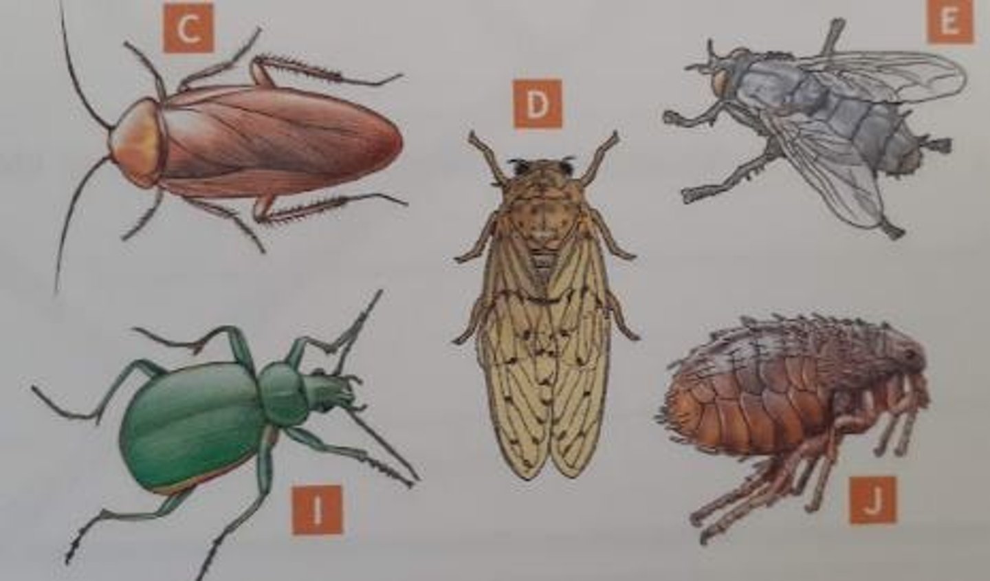 <p>Work together to create a key to common insects and record it in your lab notebook.</p>