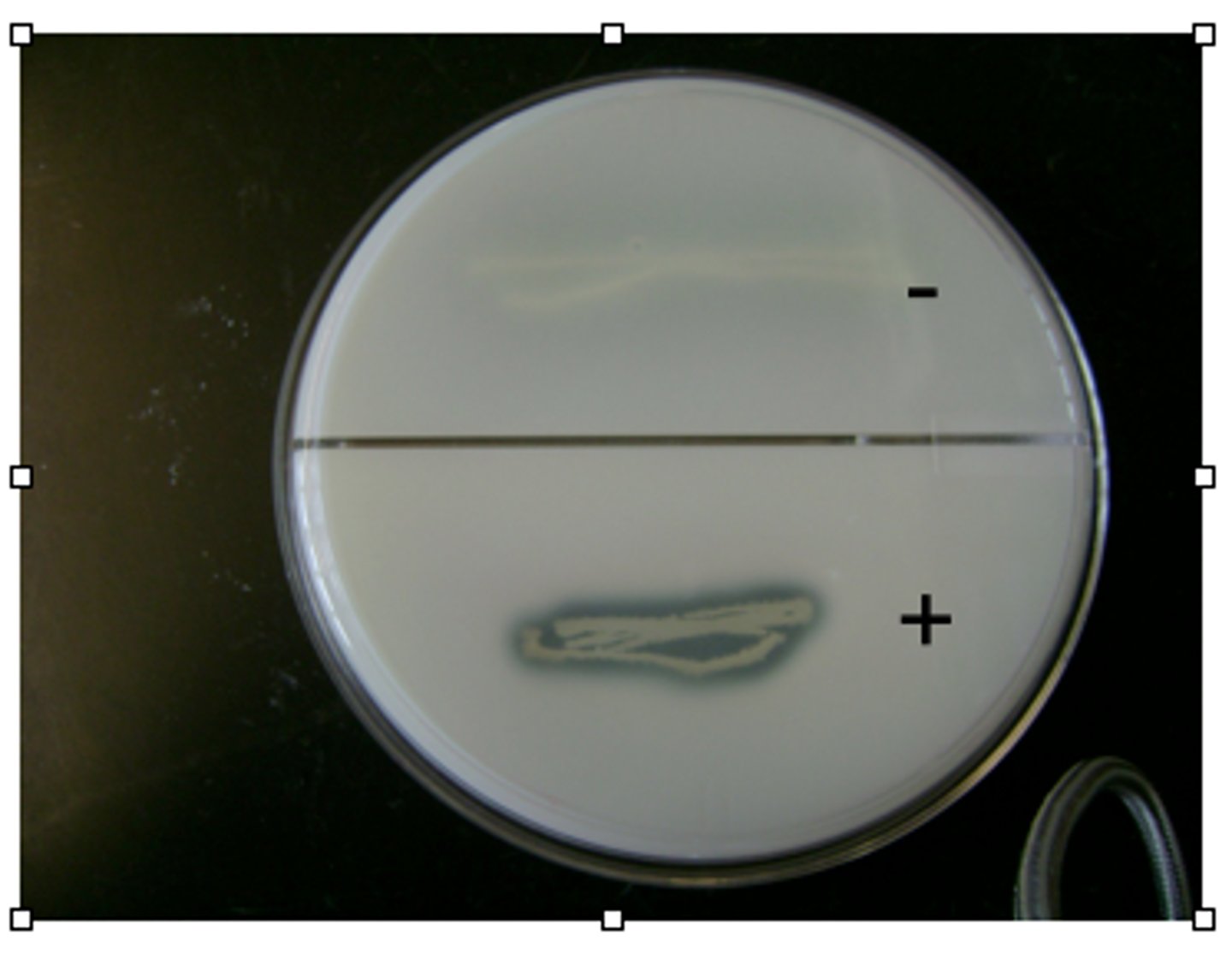 <p>clearing around bacteria</p>