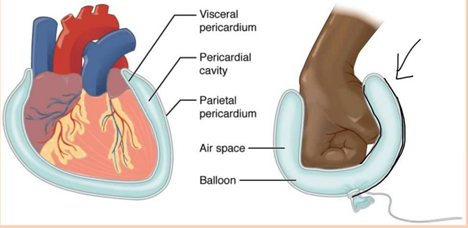 <ol><li><p>Parietal layer: lines the wall of the cavities</p></li><li><p>Visceral layer: covers the viscera within the cavities</p></li><li><p>Serous fluid lubricating fluid, side of layers</p></li></ol>