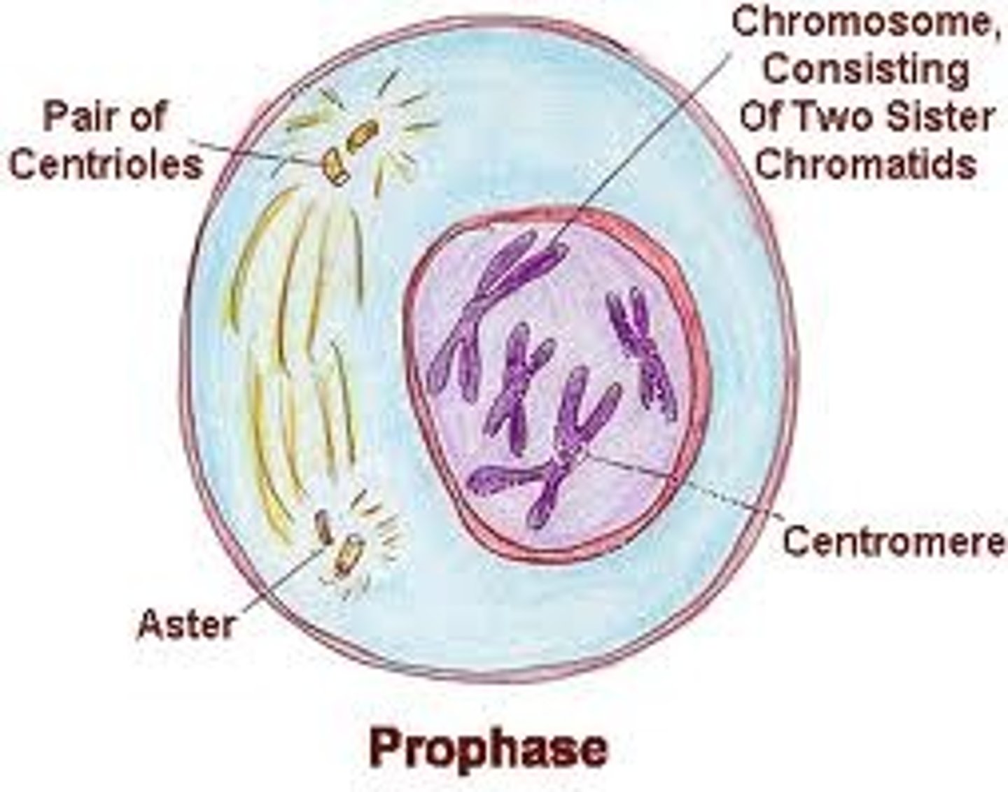 <p>1st phase; Chromatin condenses into chromosomes, 2 pairs of centrioles visible outside the nucleus in the centrosomes; chromosomes move apart &amp; polar spindle fibers form between them made up of microtubules; the nuclear membrane &amp; nucleoli disappear &amp; polar spindle fibers now reach from pole to pole with kinetochore fibers that attach to the protein structures called kinetochores</p>