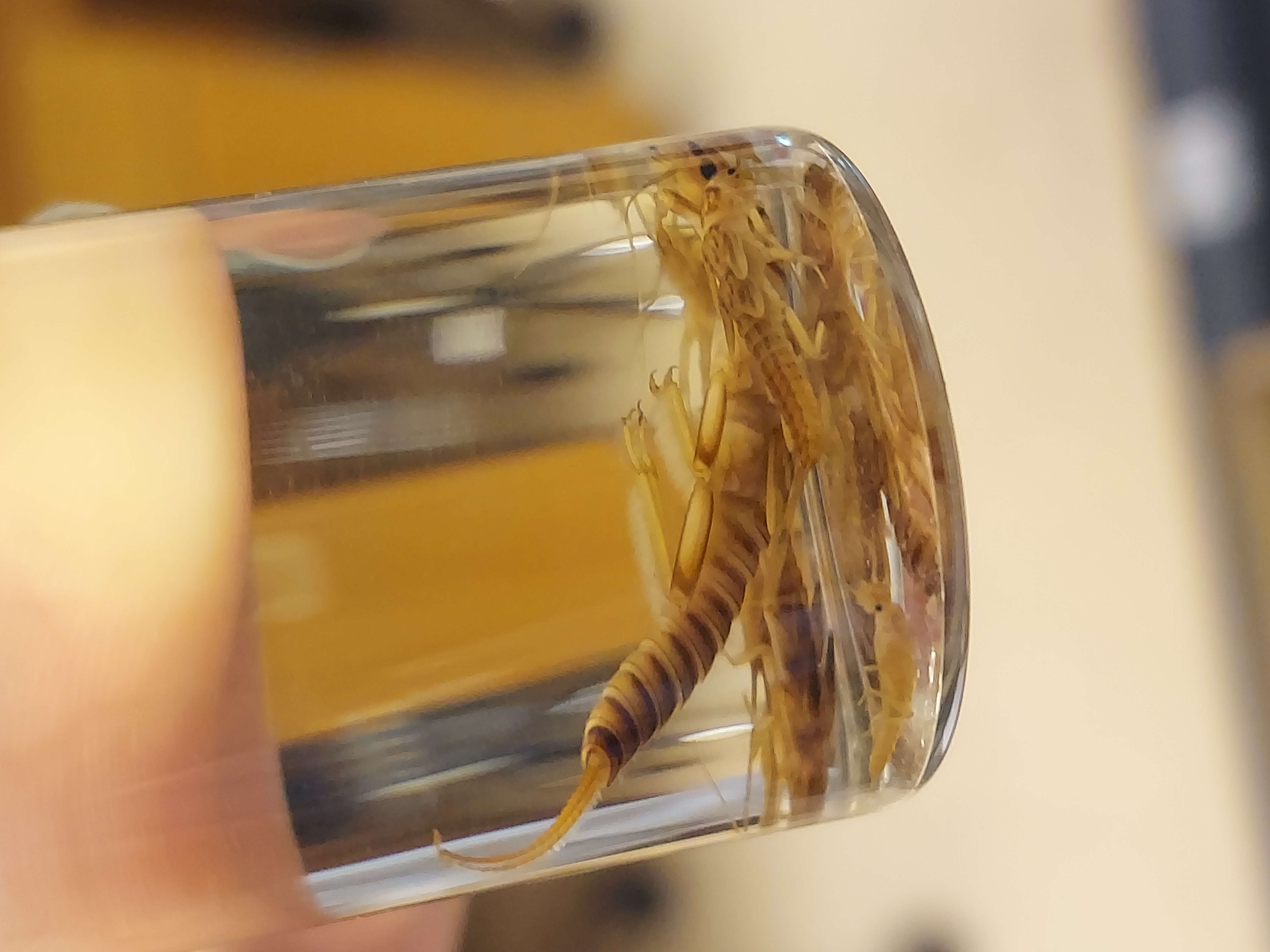 <p>6 jointed legs</p><p>2 prominent caudal filaments</p><p>Wing pads</p><p>Feathery gills on thorax, head, or abdomen</p>