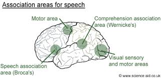 <p>association areas</p>
