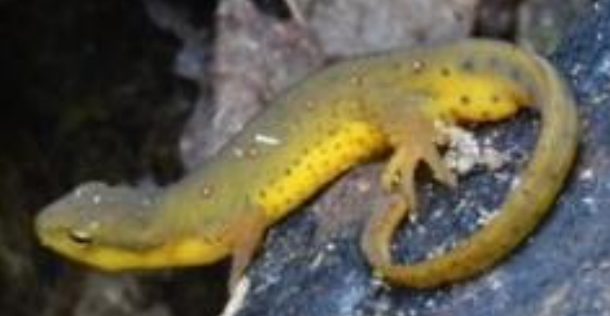 <p>Eastern Newt</p>