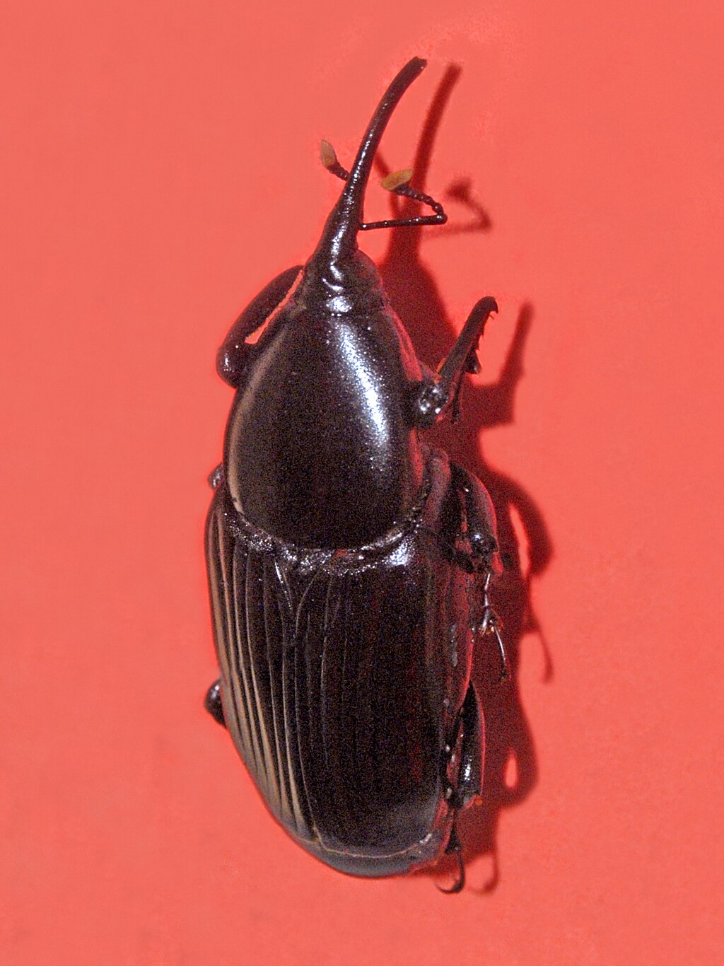 <p>weevil</p>