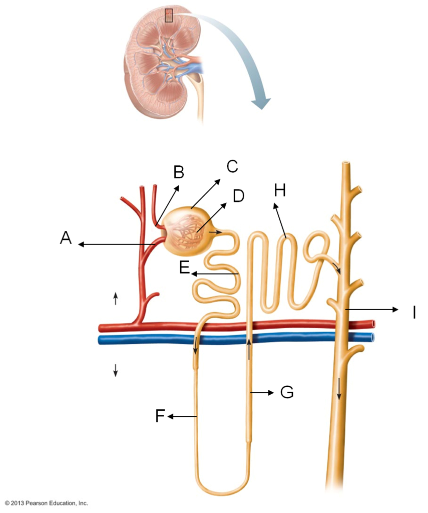 <p>G</p>