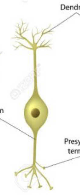 What type of neuron is this?