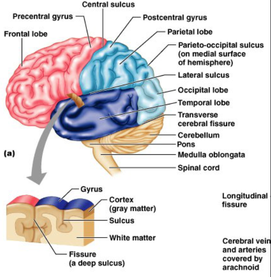 <p>Cerebellum</p>