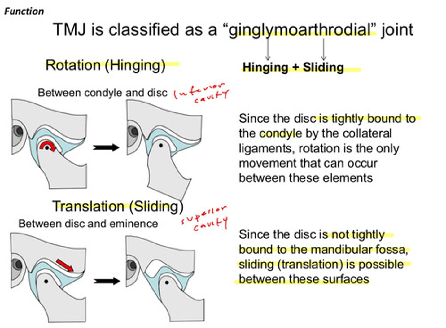 <p>since the disc is tightly bound to the condyle by the collateral ligaments, rotation is the only movement that can occur between these elements</p>