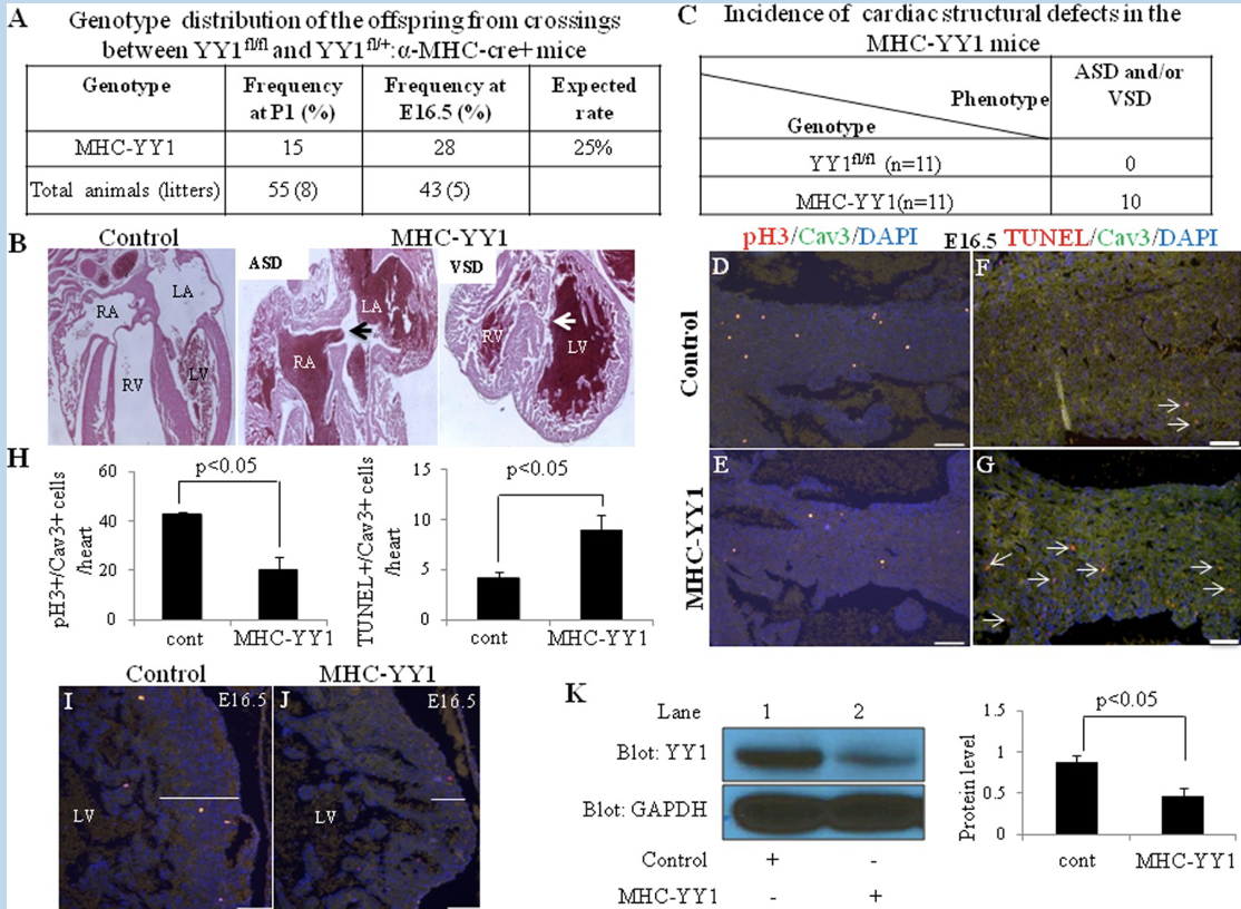 <p>Cell population and or developmental stage restriction allow other tissues to function</p><ul><li><p>tissues to function</p></li></ul><p></p>