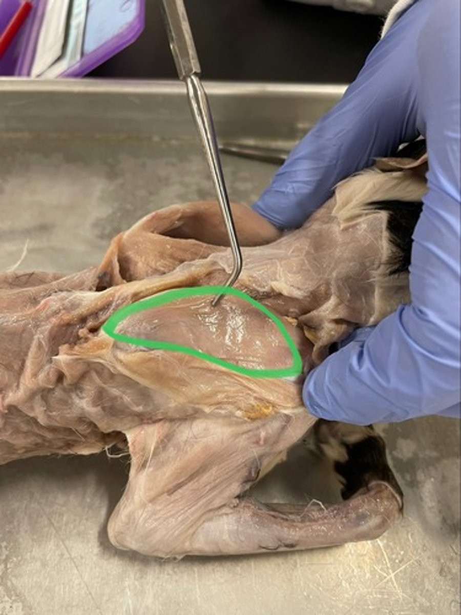 <p>O: supraspinous fossa of scapula</p><p>I: greater tubercle of humerus</p><p>A: stabilize humerus</p>