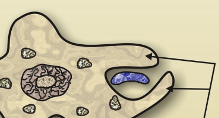 <p>temporary foot-like extensions of the cytoplasm used by some protozoa for movement and feeding</p>