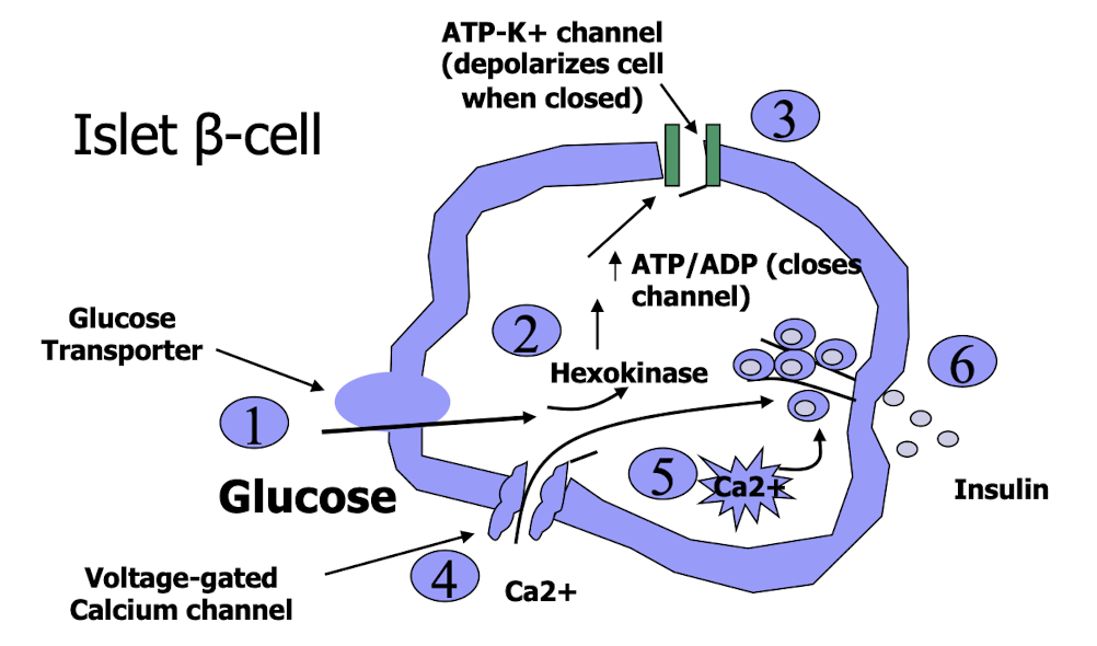 <ul><li><p>Glucose enters the β-cell through transporters</p></li><li><p>It is phosphorylated by hexokinase</p></li><li><p>Increased ATP closes ATP-sensitive K⁺ channels</p></li><li><p>Cell depolarizes, opening voltage-gated Ca²⁺ channels</p></li><li><p>Ca²⁺ influx triggers insulin release</p></li></ul><p></p>