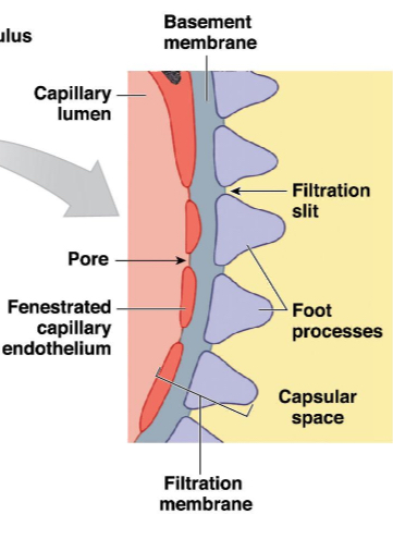 <p>Fenestrated endothelium of glomerular capillary, fused basement membrane, filtration slits between pedicels of podocytes.</p>