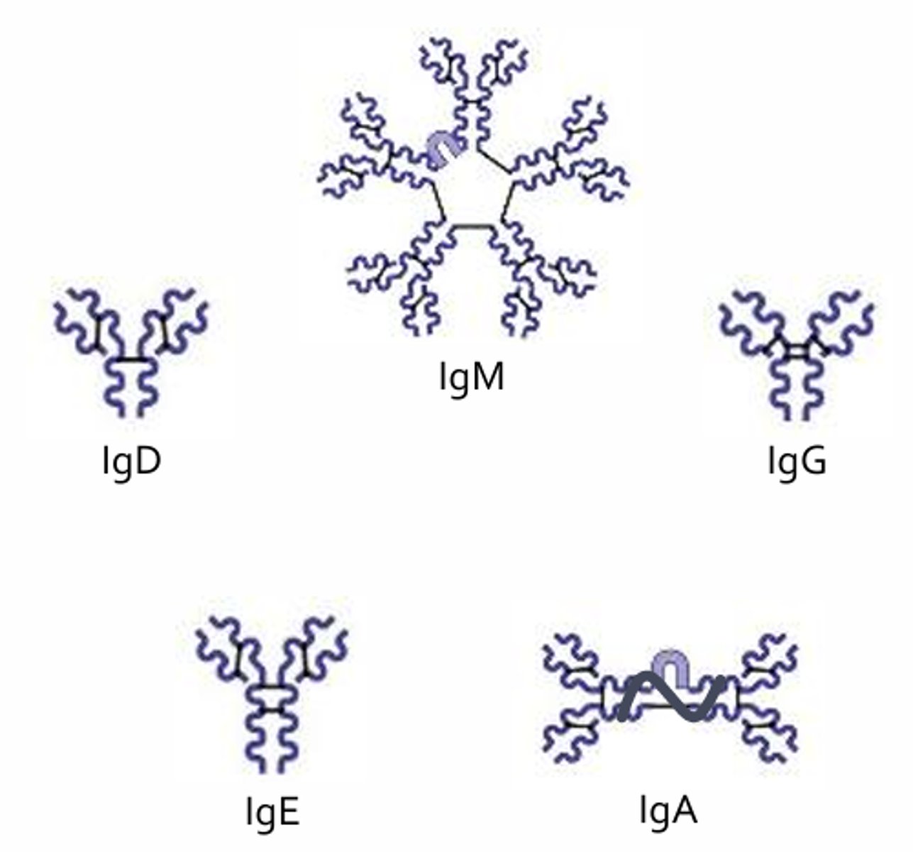 <p>- Ig = Immunoglobin</p>