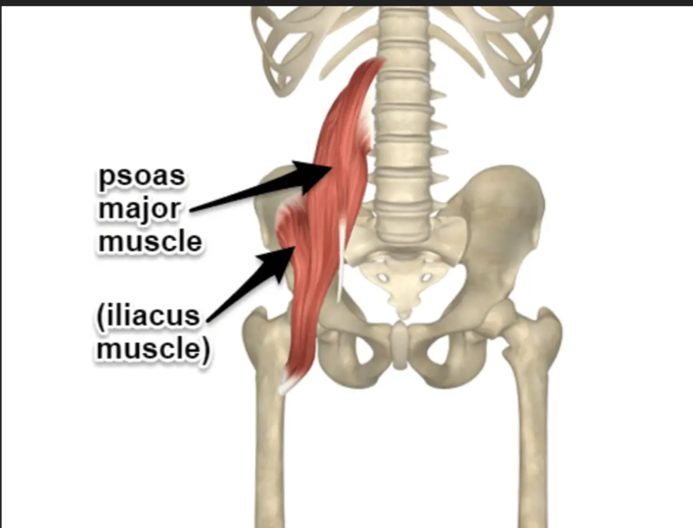 <p>Iliopsoas Insertion</p>