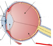 <p>red, back 2/3 of eye</p>