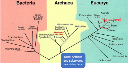 <p>Robert Whittaker proposed the FIVE kingdom classification of life. Plantae, Fungi, Animalia, Protista (trash taxon) and Monera</p><p>Carl Woese (1928-2012): With others, and based on ribosomal RNA molecular data, split prokaryotes (Kingdom Monera) into two groups (Archaea &amp; Bacteria)</p>