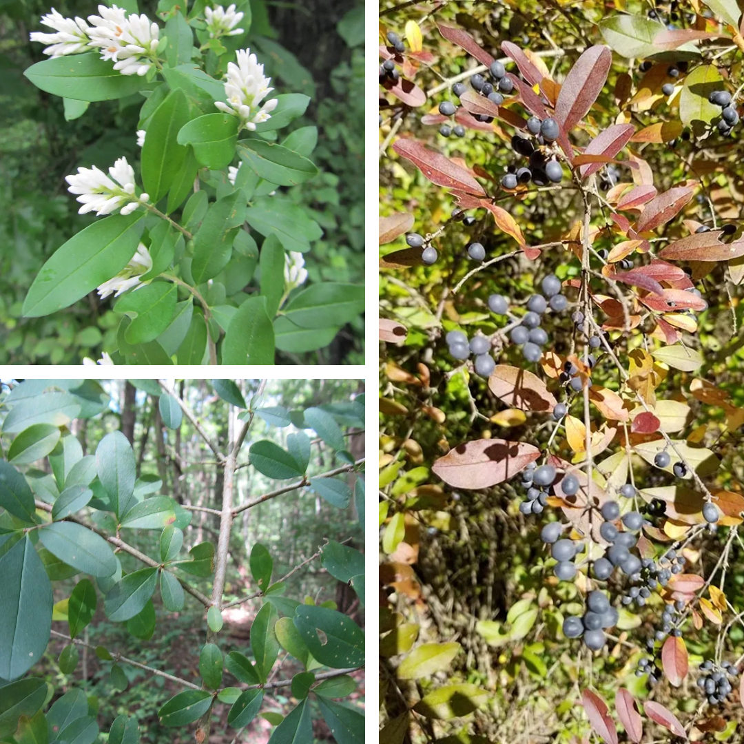 Privet:

Opposite, rounded leaves, little olive like, terminal droops that turn blue - invasive