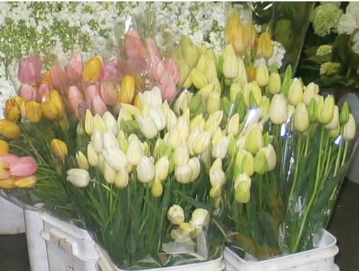 <p>Name This Flower</p>