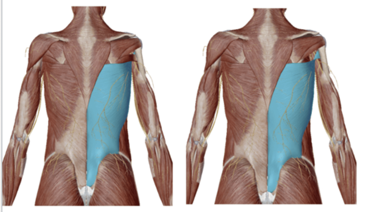 <p>What is the OIA of the Latissimus Dorsi</p>
