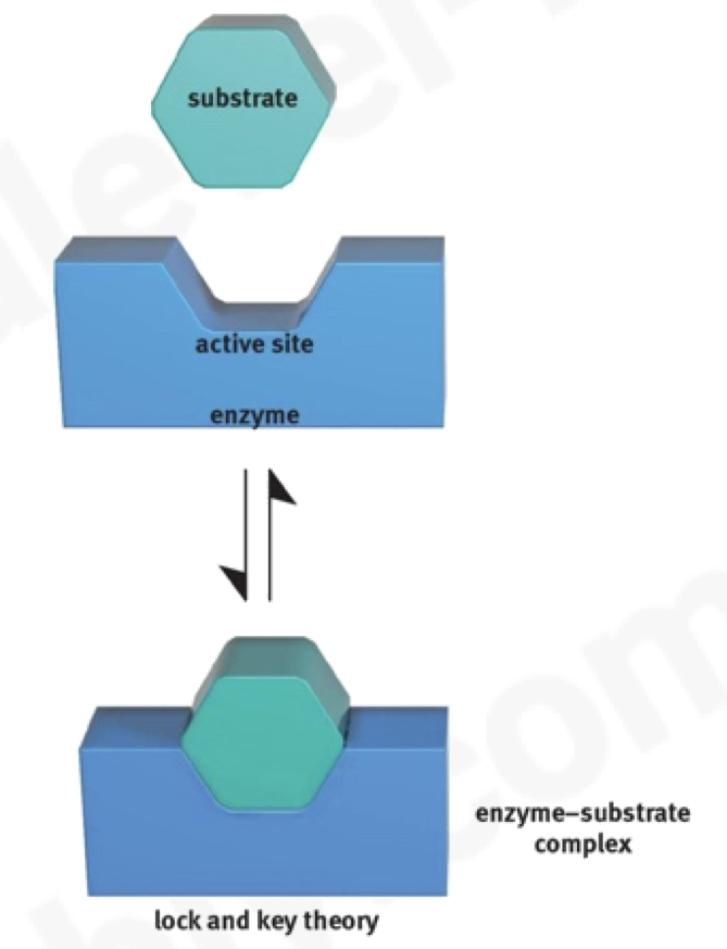 <ul><li><p><span>idea that enzymes have particular shapes into which their substrate fits into exactly</span></p></li><li><p><span>enzyme is said to be specific for a substrate</span></p></li></ul>