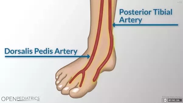 <p>taken on the medial dorsum of the foot </p>