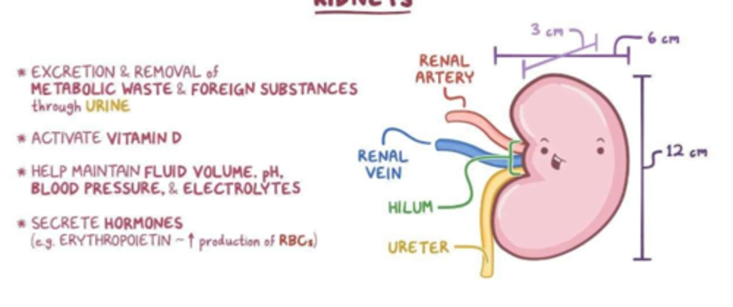 <p>excretion and removal of metabolic waste and foreign substances</p><p>maintain fluid volume, pH, blood pressure, electrolytes</p><p>secrete hormones</p>