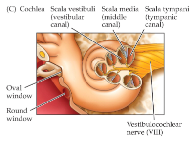 <p>contains <strong>vestibular organs</strong> which sense head motion &amp; position</p>