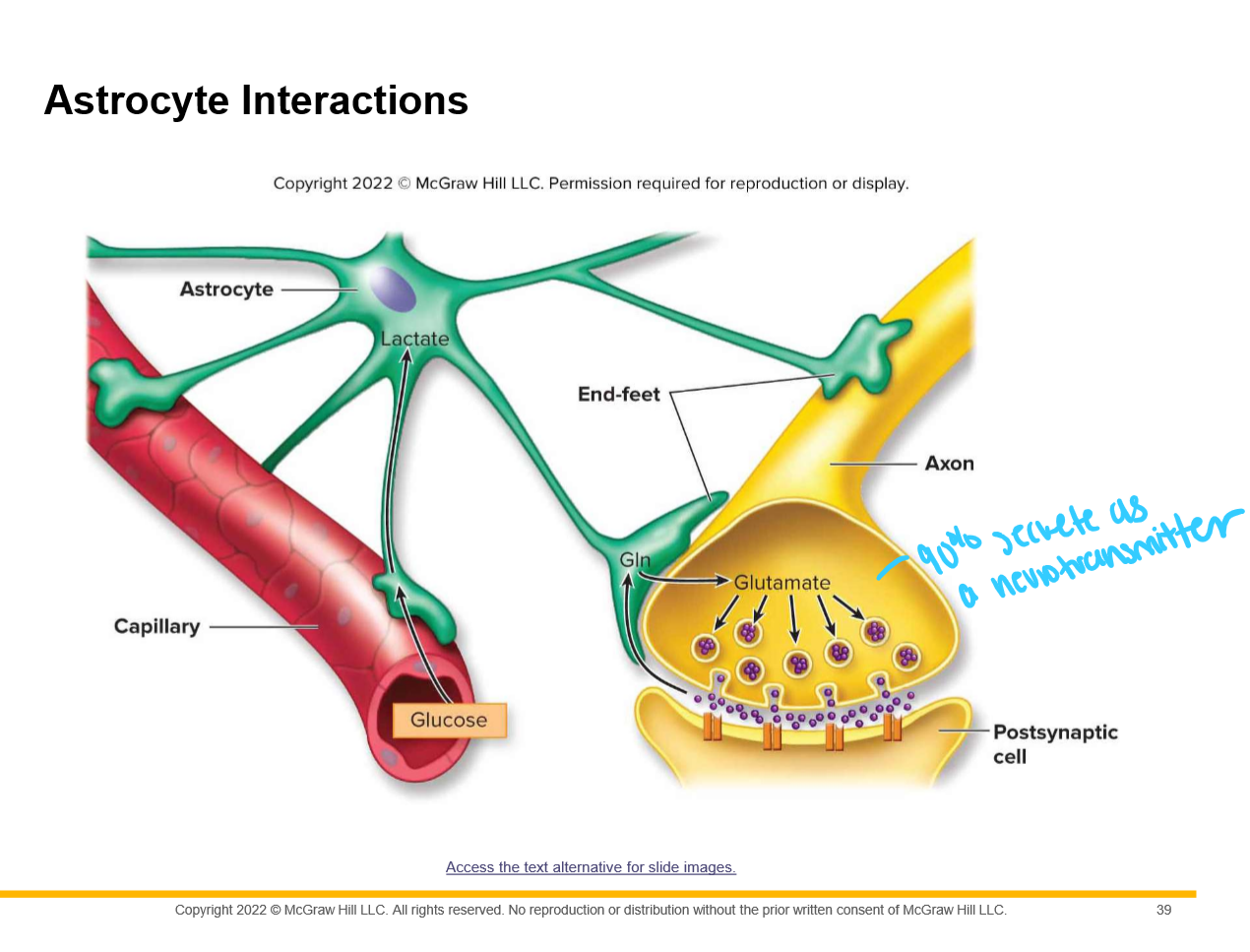 Astrocytes
entire
boutons
