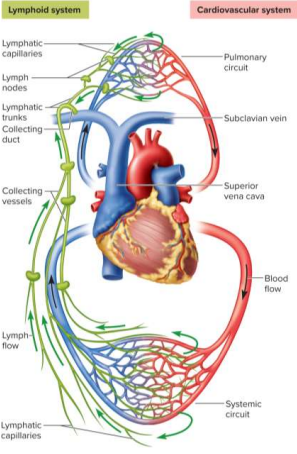 <p>Subclavian veins</p>