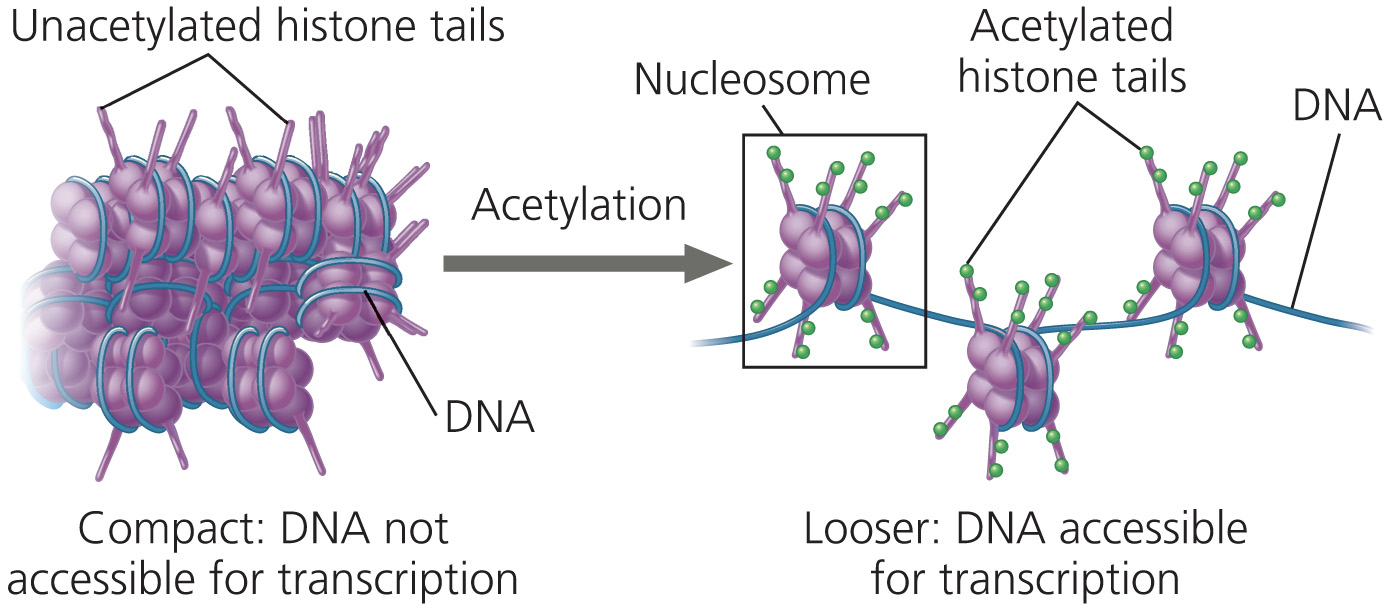 <p>histone de-acetylases (HDACs) are enzymes that remove acetyl groups from histone proteins. With regard to their effects on transcription, HDACs should do which of the following?</p>