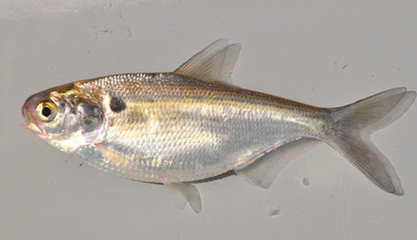 <p>-Clupeomorpha superorder</p><p>-primitive teleosts</p><p>-physostomous swim bladder</p><p>-sharp scales on underside (sawbellies)</p>