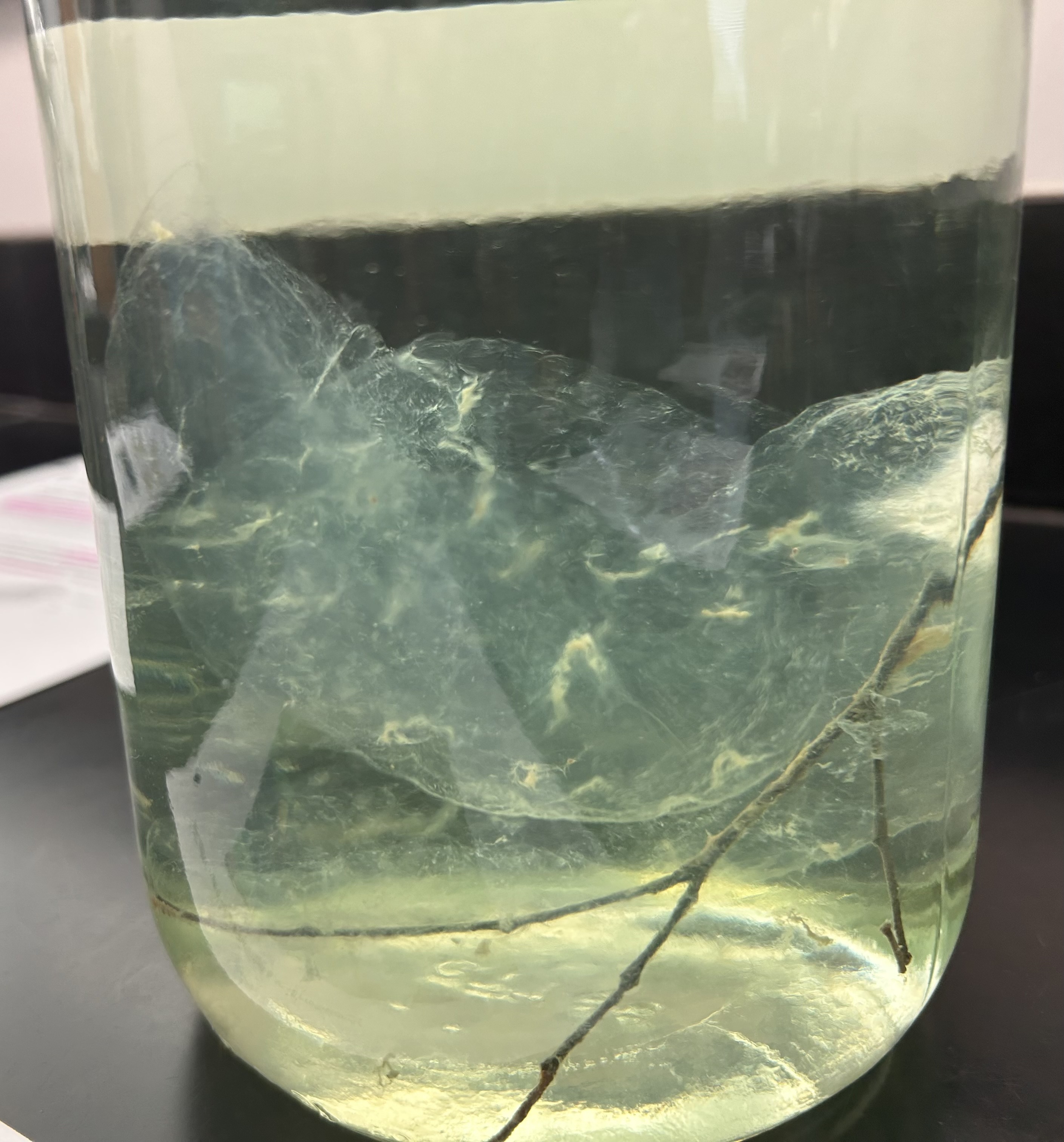 <p>Identify the organism and the Phylum it belongs to</p>