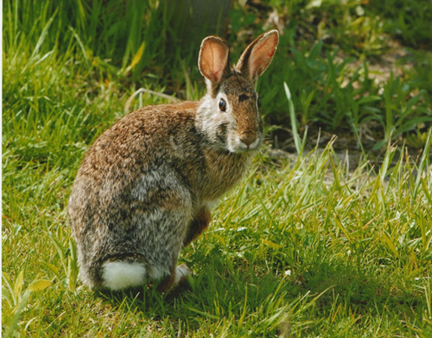 <p>Eastern Cottontail</p>