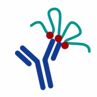 <p>___________ epitopes are composed of amino acids that are <em>NOT</em> contiguous in the primary sequence</p>