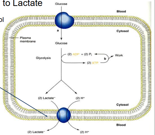 <p>- occurs in cytosol</p><p>- Note: symport of lactate and H+ effectively means lactic acid is transported into blood</p>