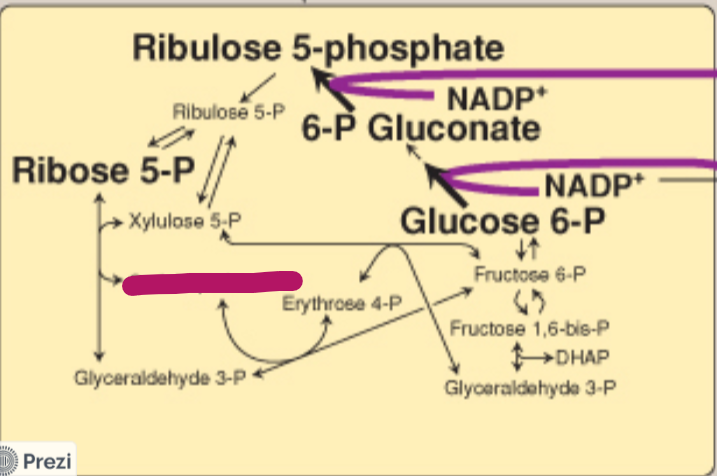 <p>Label this step of the PPP.</p>