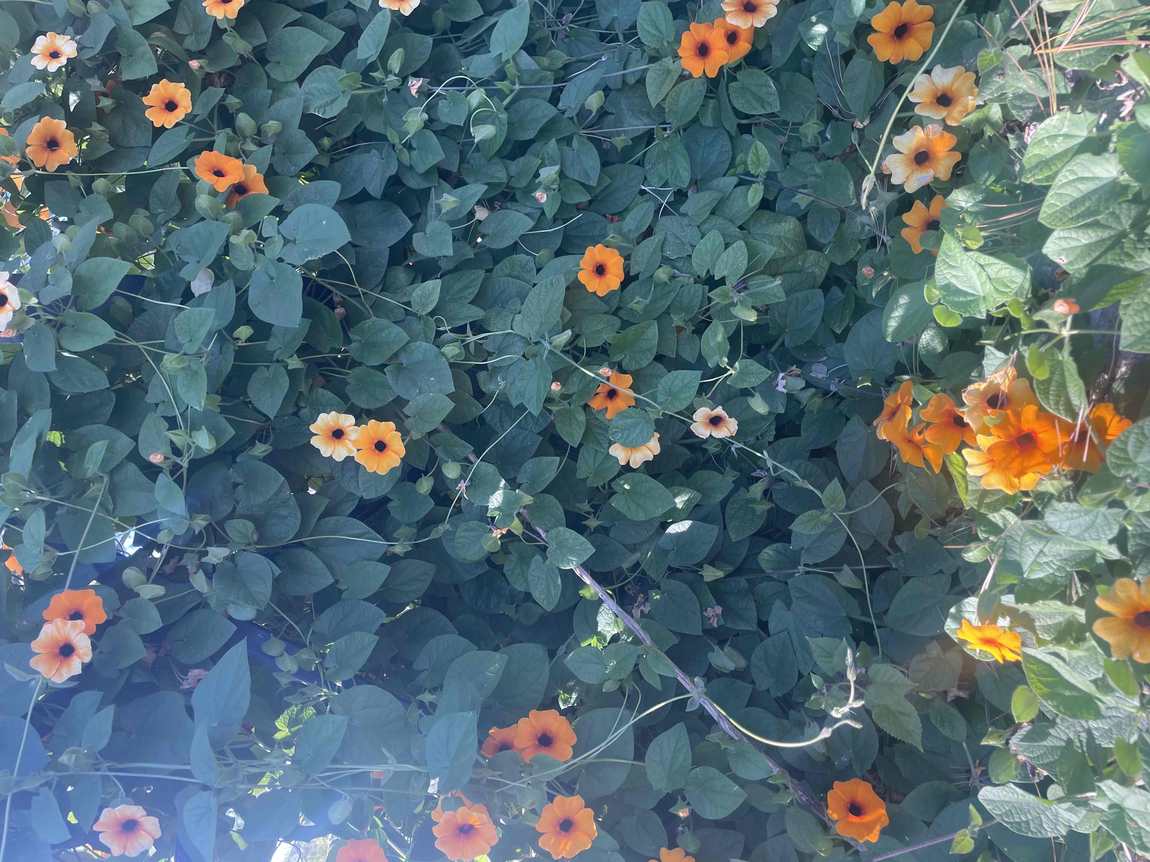 <p>Thunbergia alata</p>