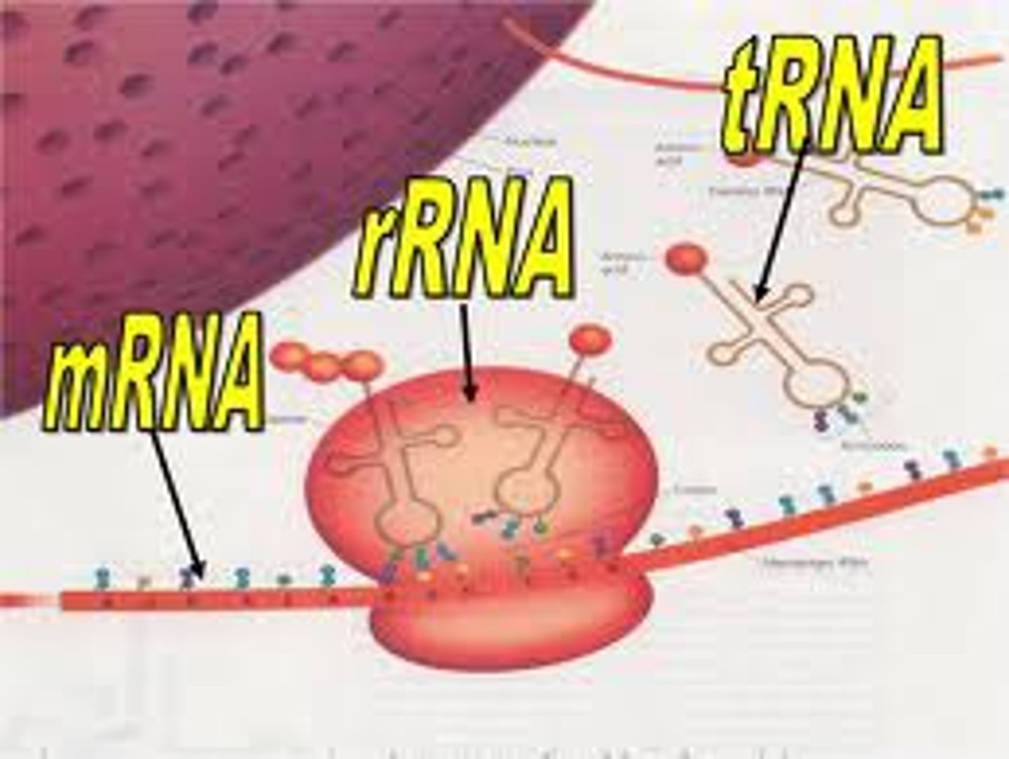 <p>ribosomal RNA; type of RNA that makes up part of the ribosome</p>