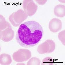 <p>what is the<strong> WBCs %</strong> for <strong>monocytes</strong></p>